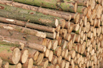 Polena 100 cm měkké dřevo jehličnaté